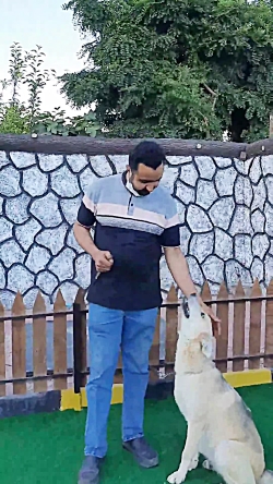 مدرسه تخصصی رفتارشناسی و تربیت سگ آریانا