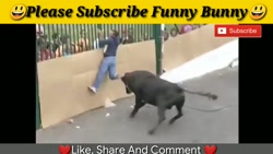 Funny bull fighting videos hot sale