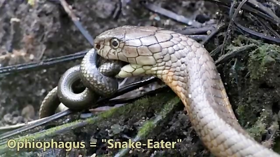 pic of king cobra snake pic of king cobra snake