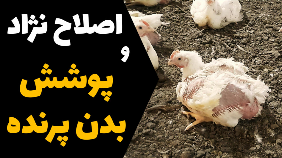 آیا اصلاح نژاد روی پوشش بدن پرنده ها کار درستی است؟ دکتر محمد مهدی عبدالهی (دامپزشک)