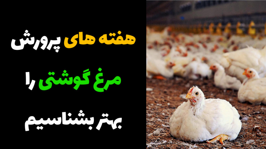 هفته های پرورش مرغ گوشتی را بهتر بشناسیم دکتر محمد مهدی عبدالهی (دامپزشک)