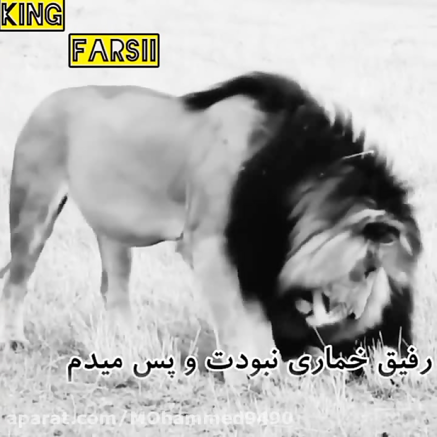 به سلامتی هرچی رفیق بامرام