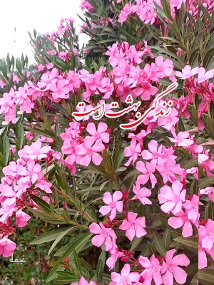 صبح بخیر انگیزشی،انرژی مثبت،وض...