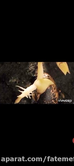 تدریس درس ۱۲ علوم پنجم دبستان