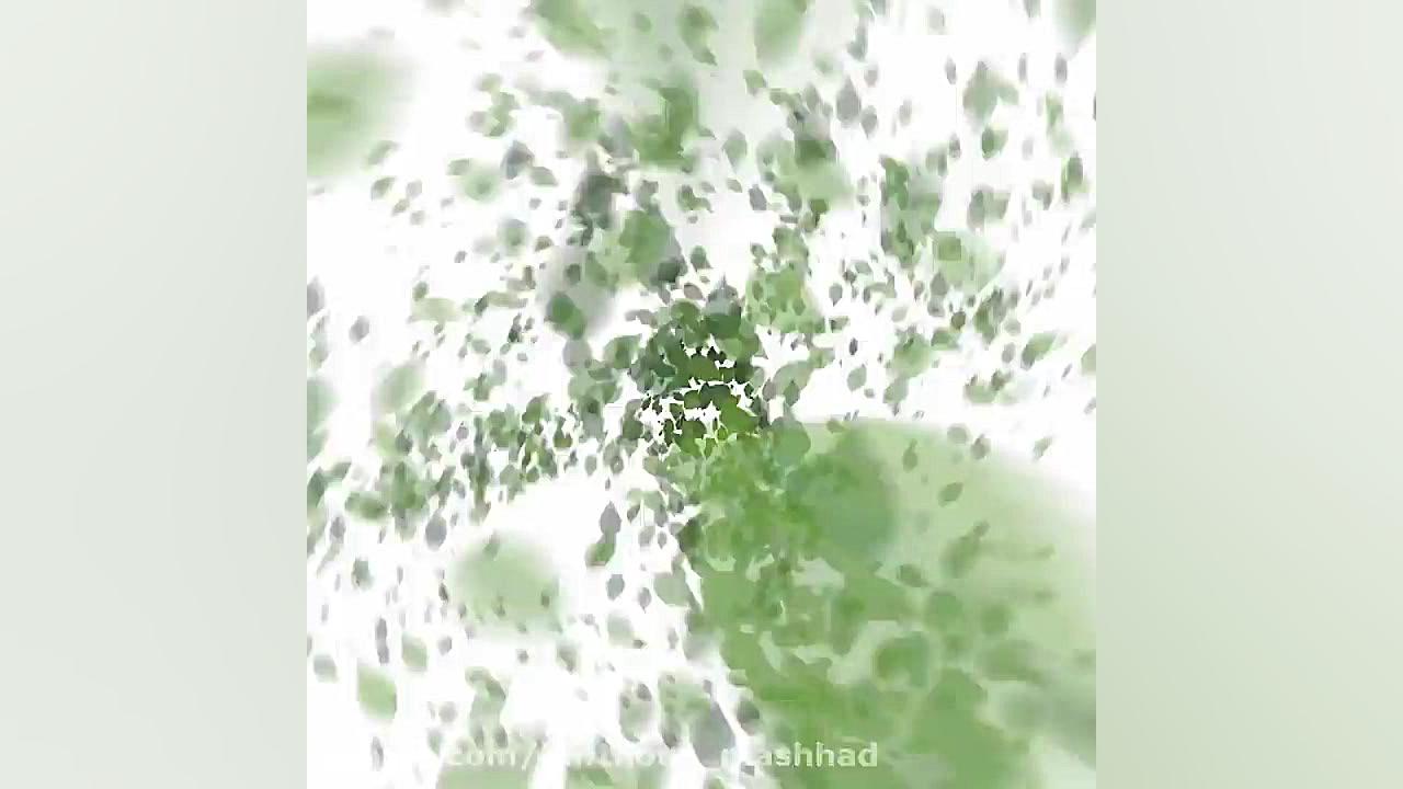 معرفی گیاه  قاصدک دندان شیری زمان60ثانیه