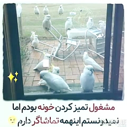 پرندگان بامزه