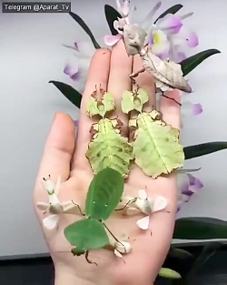 حشره های خوشکل