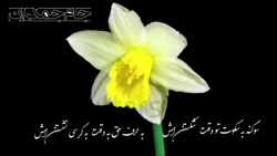شعر ظهور امام زمان عج