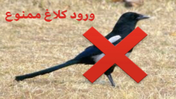 جلوگیری از ورود کلاغ به لانه م...