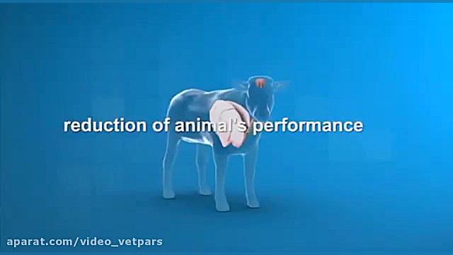 بیماری های دستگاه تنفسی در گاوها کلینیک لیزر