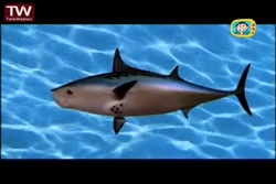 انیمیشن باب اسفنجی - باب اسفنج...