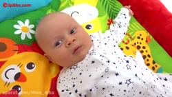 بچه گربه  ماجراهای جدید ودیدنی...