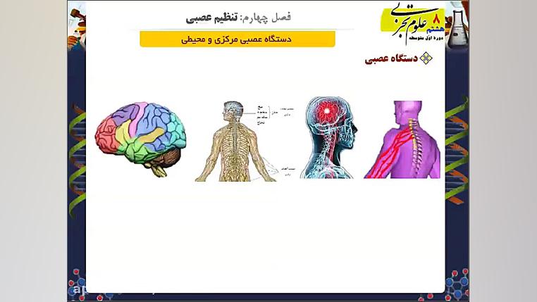 دستگاه عصبی - علوم هشتم لیپوست
