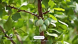 تولید و خشک کردن آلو - در برنامه پیشگام