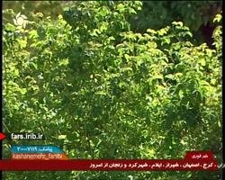 ترانه ای طنز و شاد با لهجه شیر...