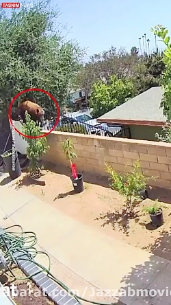 نجات سگ های خانگی از دست خرس ت...