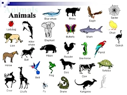 آموزش کلمات جدید زبان انگلیسی (نام حیوانات)
