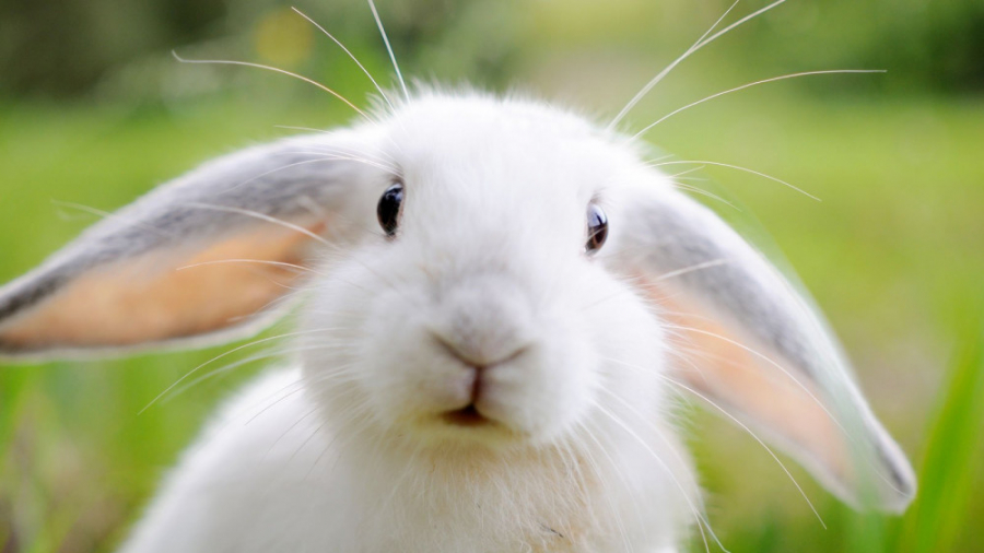 آموزش آوردن خرگوش جدید در ماینکرافت ( بدون کامند و مود )
