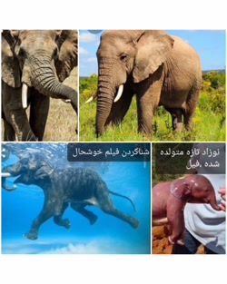 اطلاعات عمومی فیل ها