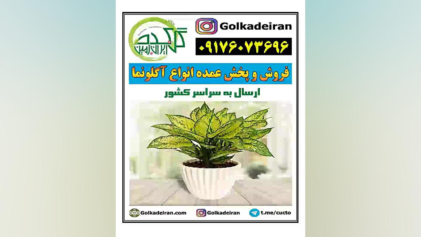 فروش و پخش عمده انواع آگلونما : 09176073696 زمان30ثانیه