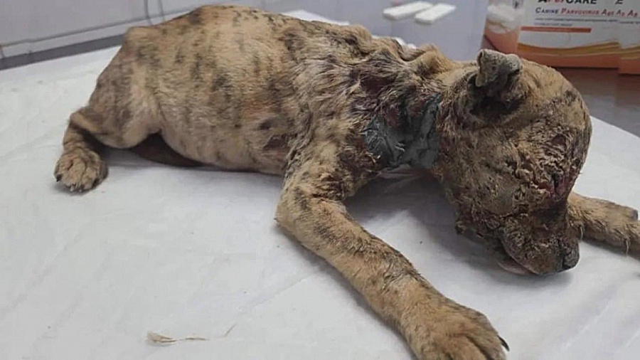 نجات دادن سگ بی نوا از سوختگی شدید برداشتن زگیل