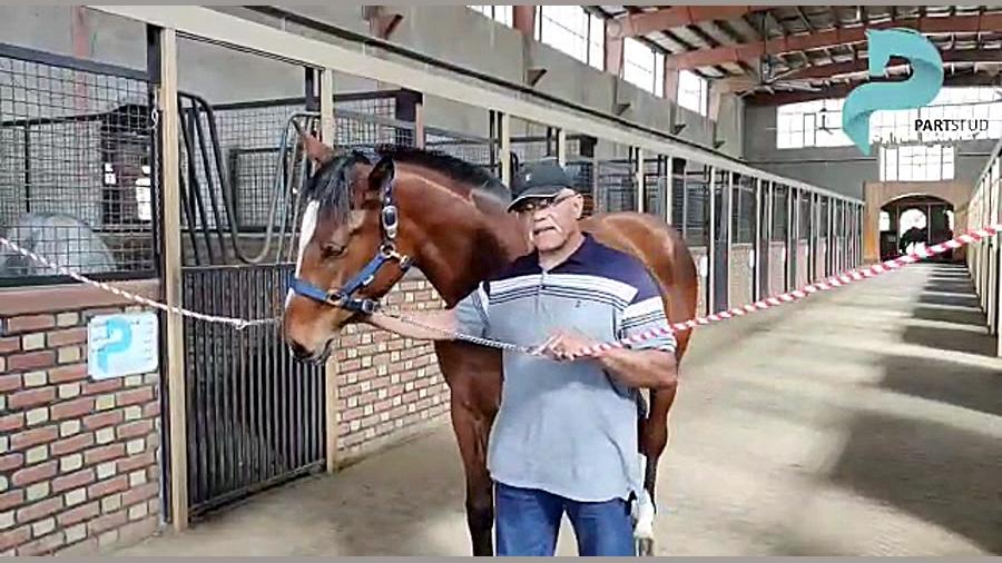 Arabzadeh's stable(اصطبل عربزاده)