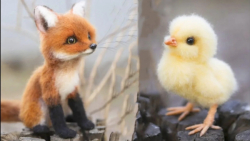 کلیپ بامزه حیوانات  حیوانات خا...