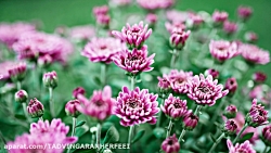 کیلیپ گل کیلیپ شاد آهنگ شاد دو...