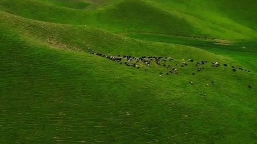 پوستر بزرگ