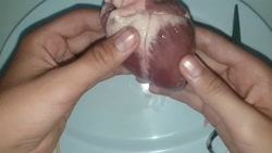 تشریح قلب گوسفند