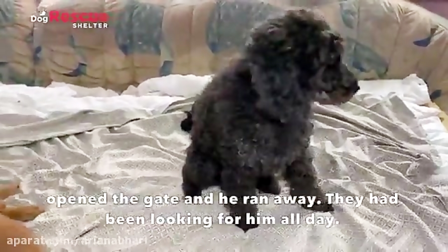 نجات دادن یک سگ خانگی در حال فرار