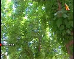 ترانه شاد و محلی با صدای آقای امین عراقی - شیراز
