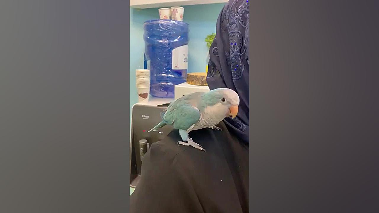 مرکز تحقیقات طوطی سانان دنیای منقارکج ها پرنده فروشی پت شاپ دامپزشکی کلینیک دندانپزشکی