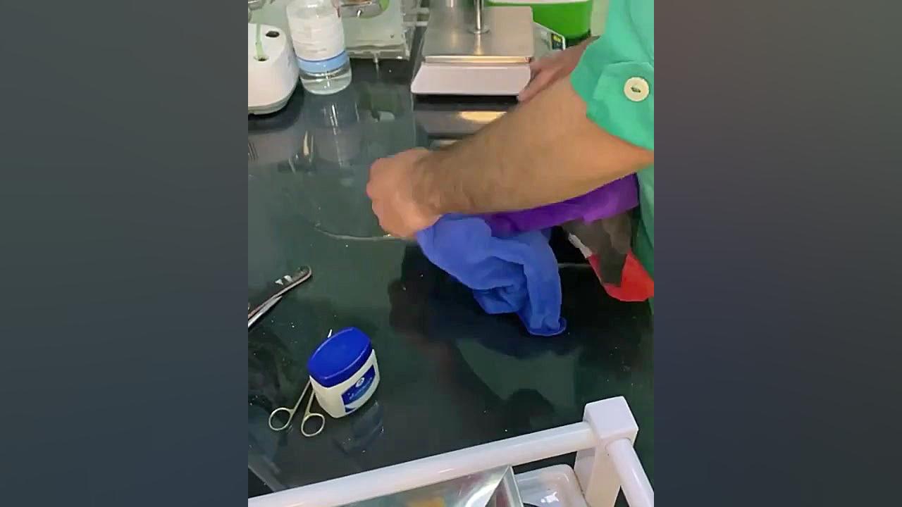 طوطی سانان کاسکو منقارکج ها مرکز تحقیقات دامپزشکی پرنده فروشی اکستنشن تاج دندان
