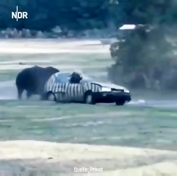 قدرت واقعی کرگدن