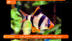 فیلم پرورش ماهی | آموزش پرورش ماهی زینتی ( نگهداری ماهی بتا )