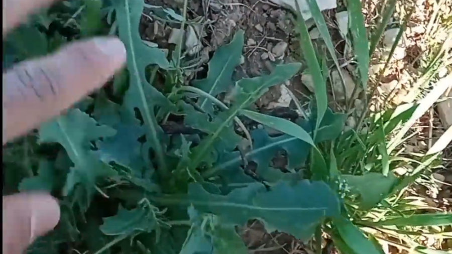 تفاوت کاسنی وحشی و پرورشی مگه چقدره؟