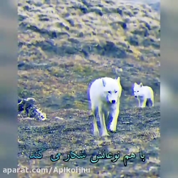 گرگ های وحشی