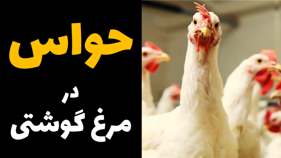 حواس در مرغ گوشتی (بینایی، شنوایی، چشایی، لامسه، بویایی) دکتر محمد مهدی عبدالهی (دامپزشک)