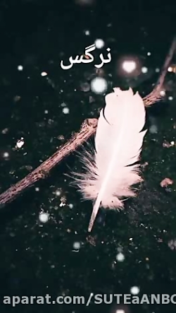 کلیپ زیبا اسمی نرگس