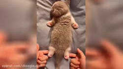 کلیپ حیوانات  حیوانات خانگی با...