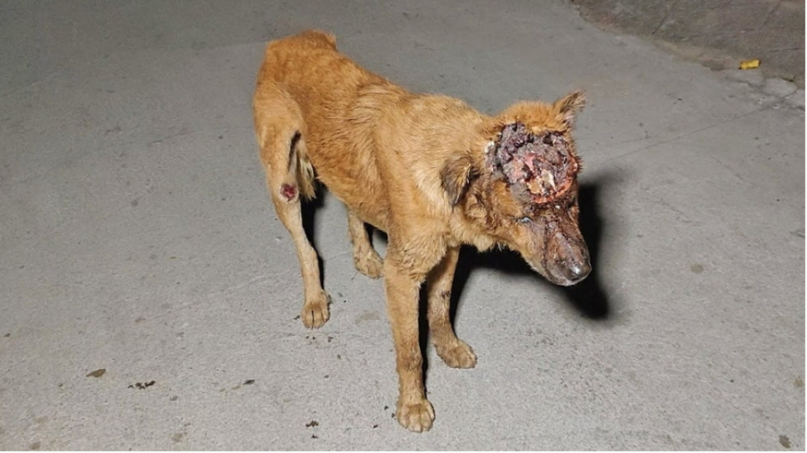 نجات حیرت انگیز یک سگ زخمی و م...