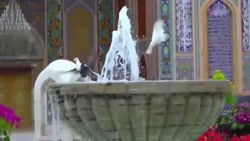 کلیپ میلاد امام رضا (ع) مبارک باد ویژه ولادت امام رضا