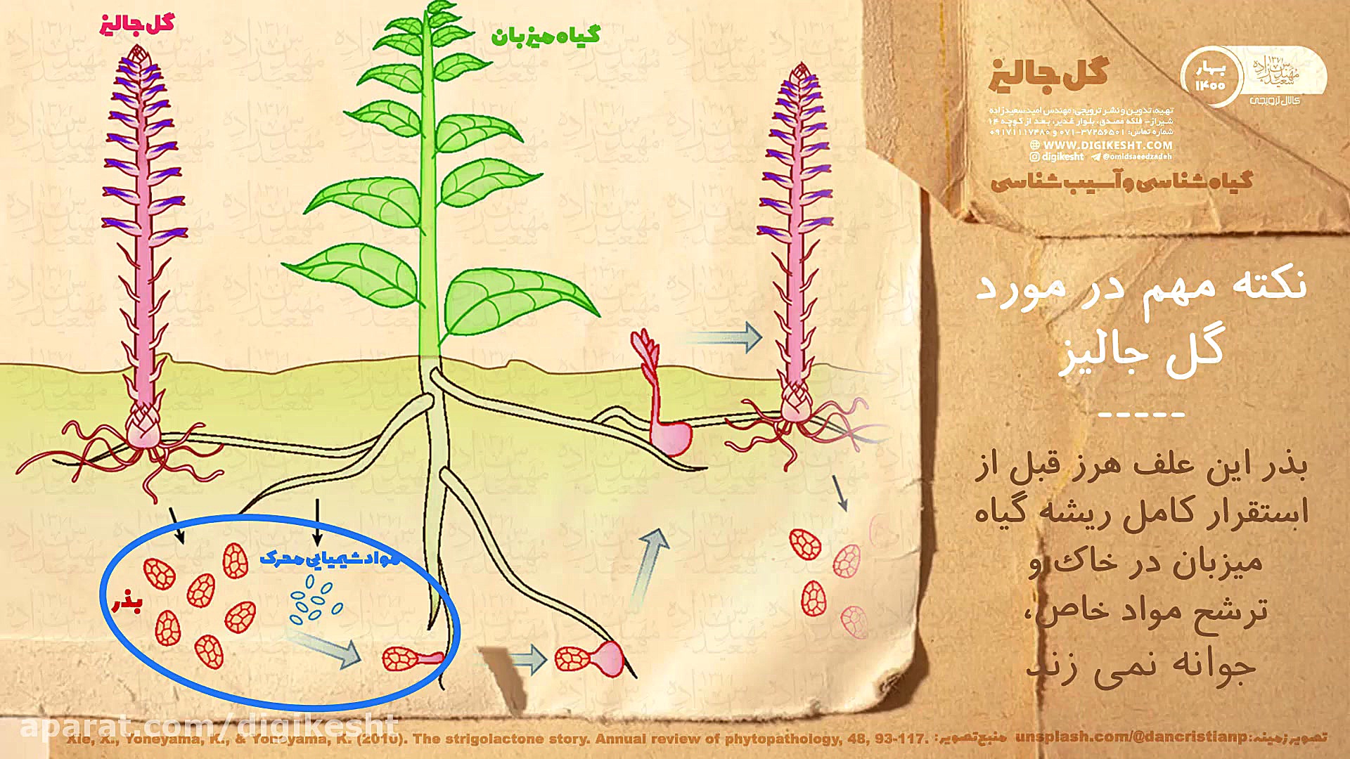 گل جالیز (گیاه شناسی و آسیب شناسی) پریودنتیکس