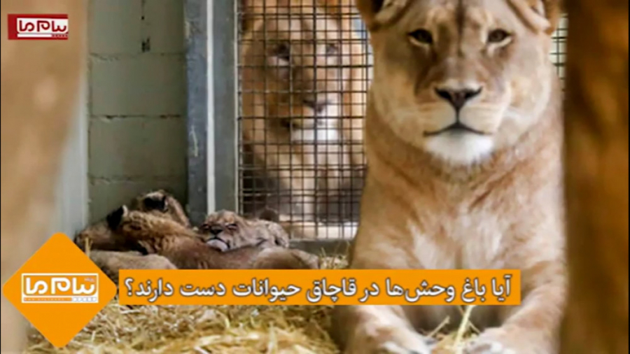 آیا باغ وحش‌ها در قاچاق حیوانات دست دارند؟