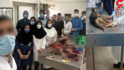 زجرکش شدن حیوانات در اتاق های...