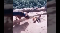 حرص دادن میمون به سگ ؛ جنگ سگ...