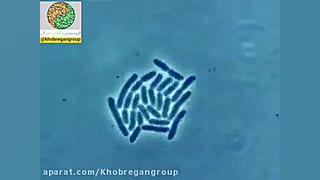 تقسیم سلولی و تکثیر باکتری به روش دو نیم شدن کلیپ