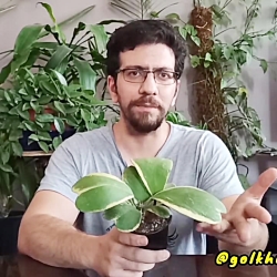 ریزش برگ هویا