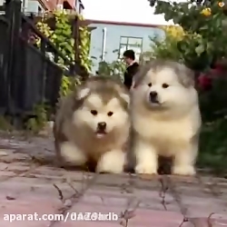 سگ های ناز خوشگل